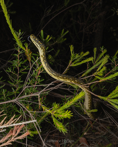 Diamond Python sighting