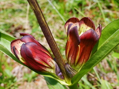 Gentiana purpurea