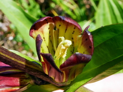 Gentiana purpurea