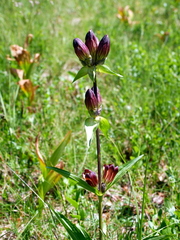 Gentiana purpurea