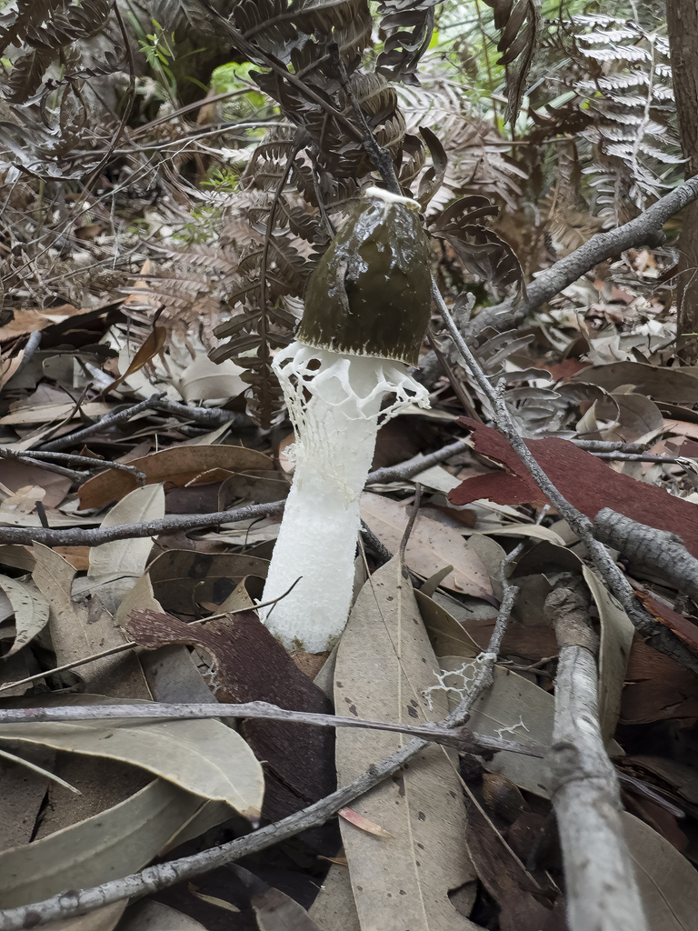 Phallus indusiatus · March 2025 · photo: © lawrencehylton (iNaturalist, cc-by)