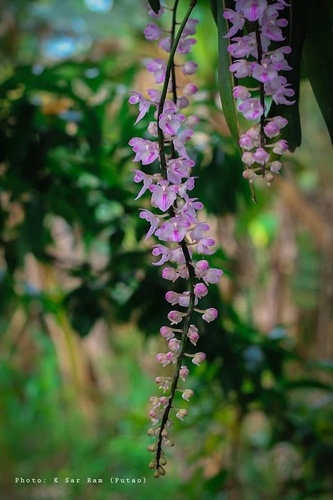 Aerides rosea