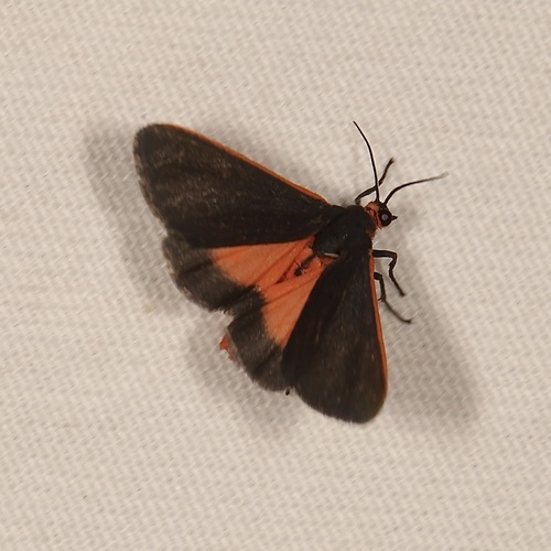 Joyful Virbia Moth photo 3