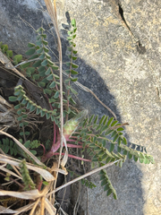 Astragalus tennesseensis, photograph (c) Chris Stahl, some rights reserved (CC BY)