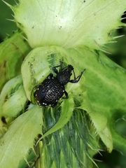 Otiorhynchus gemmatus