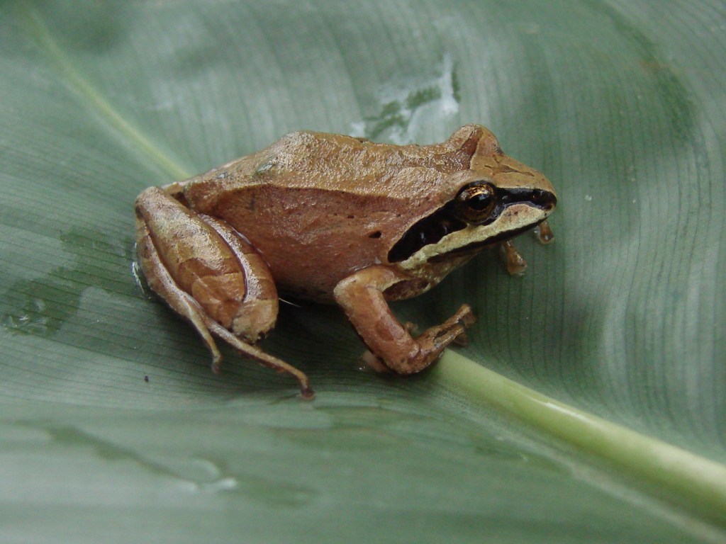 Cochabamba Robber Frog