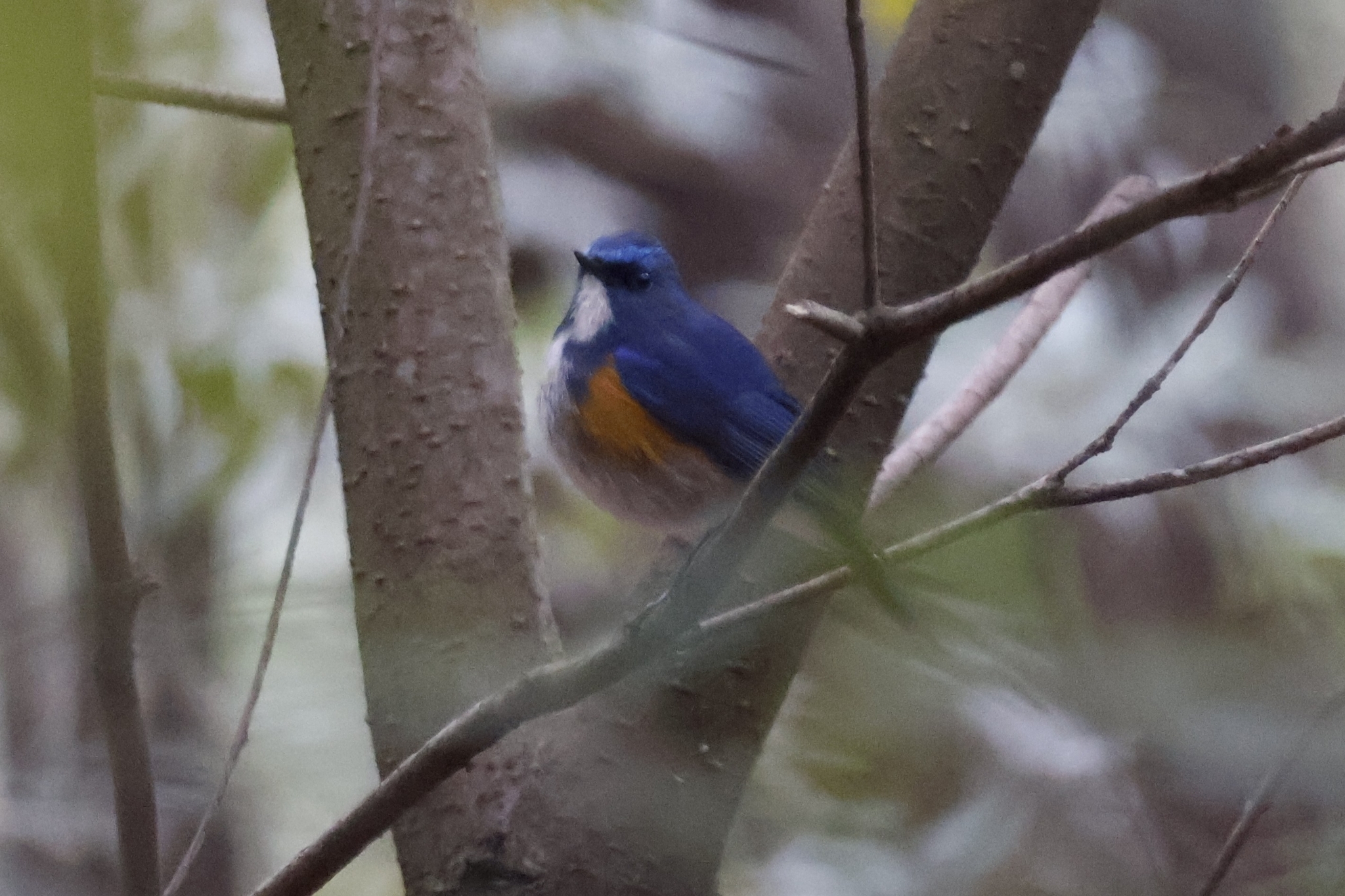 Himalayan Bluetail
