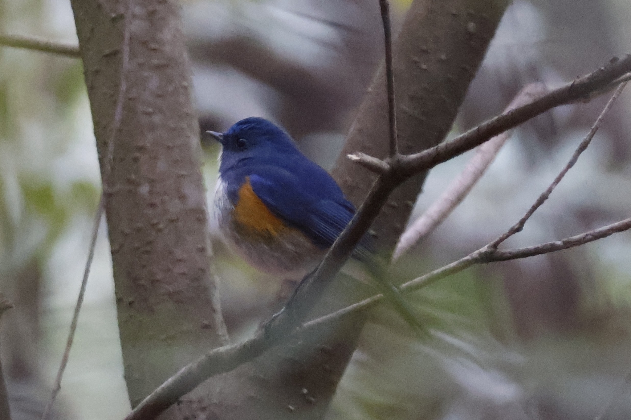 Himalayan Bluetail