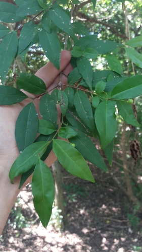 Psidium kennedyanum, 2025-03-22