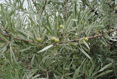 Pyrus salicifolia