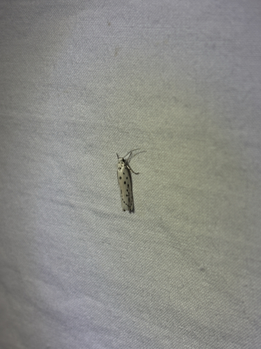 Ethmia apicipunctella photo 5