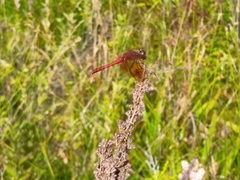 Sympetrum semicinctum