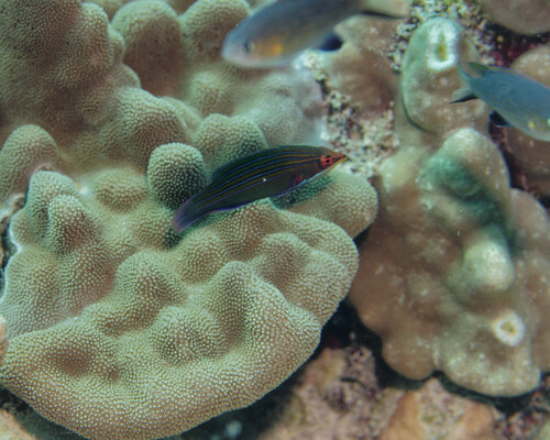 Pseudocheilinus tetrataenia observed 2025-03-22