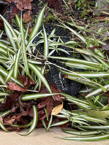 Diamond Python sighting