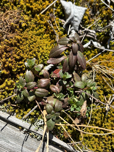 Ozark Calamint (Clinopodium glabellum)