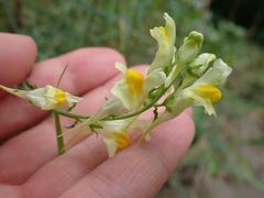 Linaria vulgaris