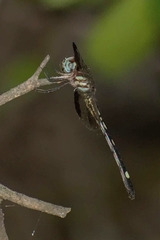 Macrothemis inequiunguis
