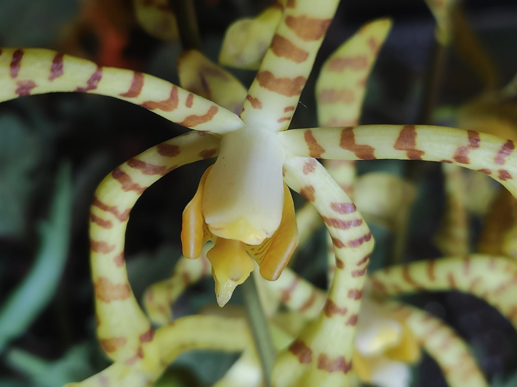 Imagem de Orquídea-aranha