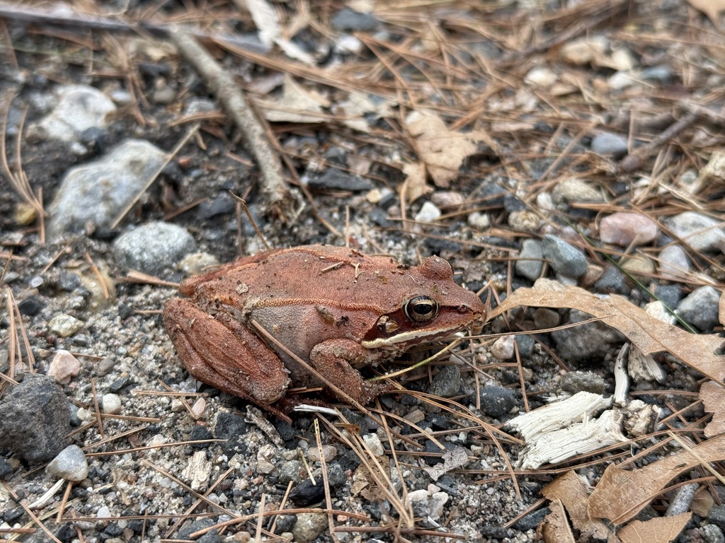 Wood Frog