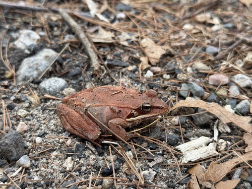 Wood Frog