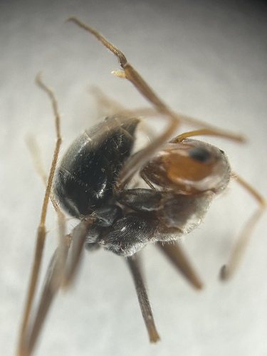 Yellow-headed Honeypot Ant