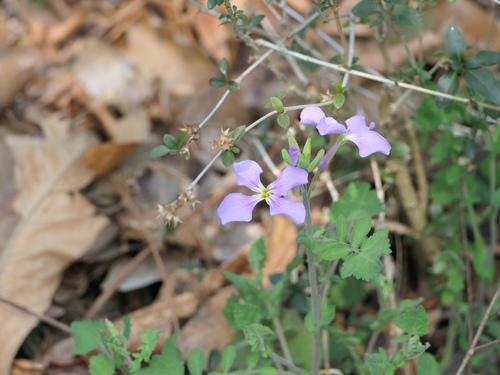 Orychophragmus diffusus