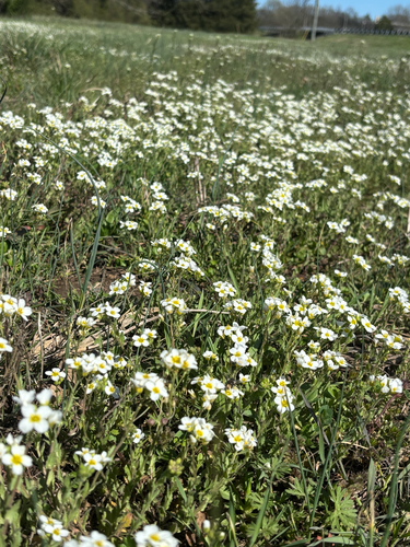 Spring Creek Bladderpod (Paysonia perforata)