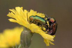 Cryptocephalus aureolus