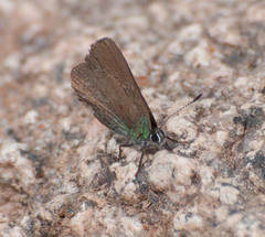 Callophrys affinis