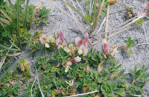 Trifolium eximium, photograph 3