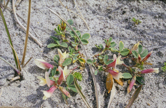 Trifolium eximium, photograph (c) Oleg Kosterin, some rights reserved (CC BY)
