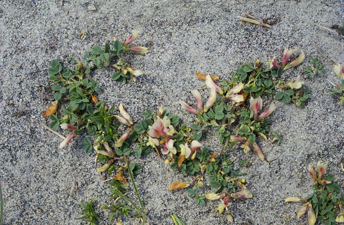 Trifolium eximium, photograph 4