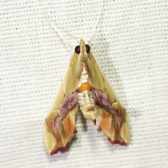 Agathodes monstralis