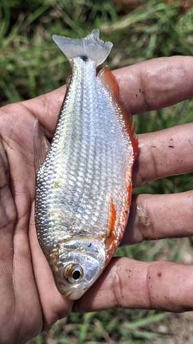 Ruby tetra (Markiana geayi) — Characidae — 5