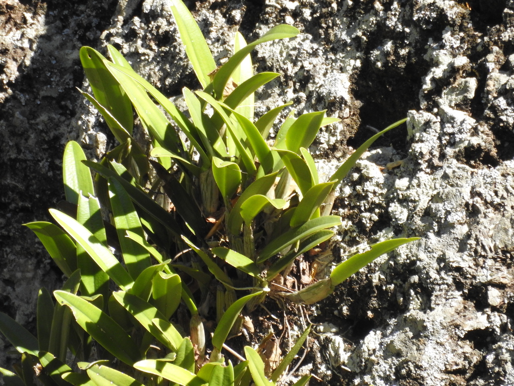 Epidendrum cilioccidentale