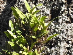 Epidendrum cilioccidentale