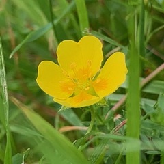 Potentilla anglica