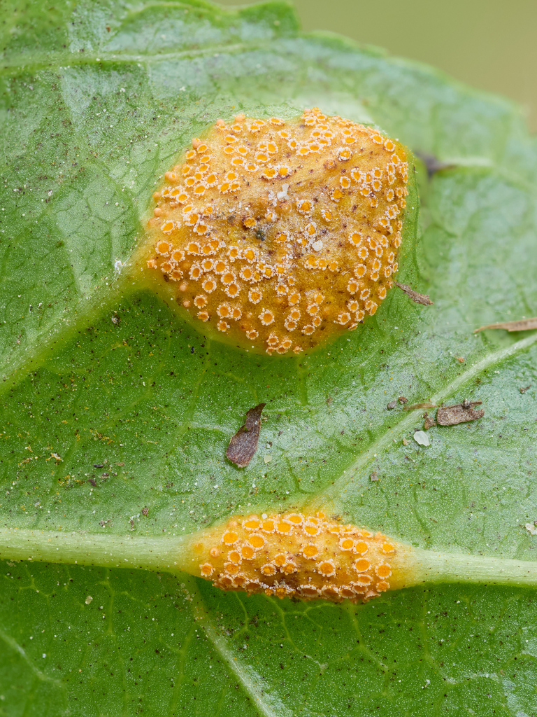 Puccinia Ser. Coronata