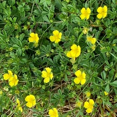 Potentilla anglica