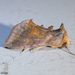 Unspotted Looper Moth - Photo (c) Susan Elliott, some rights reserved (CC BY-NC), uploaded by Susan Elliott