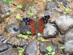 Hypanartia kefersteini