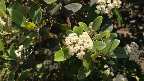 Image of Viburnum luzonicum by (c) 葉淑蓮, some rights reserved (CC BY)