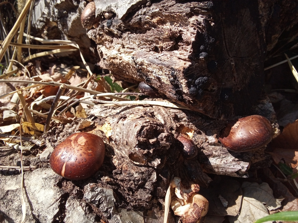 Lentinula edodes · March 2025 · photo: © hector_montero (iNaturalist, cc-by)
