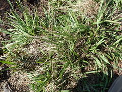 Carex longii