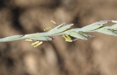 Thinopyrum intermedium intermedium