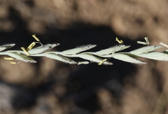 Thinopyrum intermedium intermedium