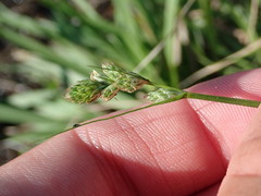 Carex longii