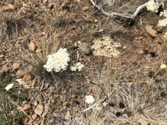 Perideridia bolanderi