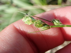 Carex longii