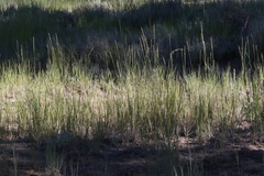 Thinopyrum intermedium intermedium